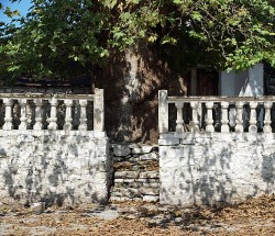 Platane_Krina.jpg (136.11 KiB) 3847 mal betrachtet Platane_Krina.jpg