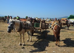ALB-20_7027_15-08-02 Turan_Viehmarkt-Großvieh.JPG (164 KiB) 10747 mal betrachtet ALB-20_7027_15-08-02 Turan_Viehmarkt-Großvieh.JPG