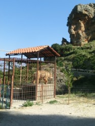 Bär in Gefangenschaft Vajze.jpg