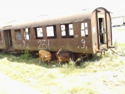 Eisenbahn Albanien - Kuhidylle.jpg