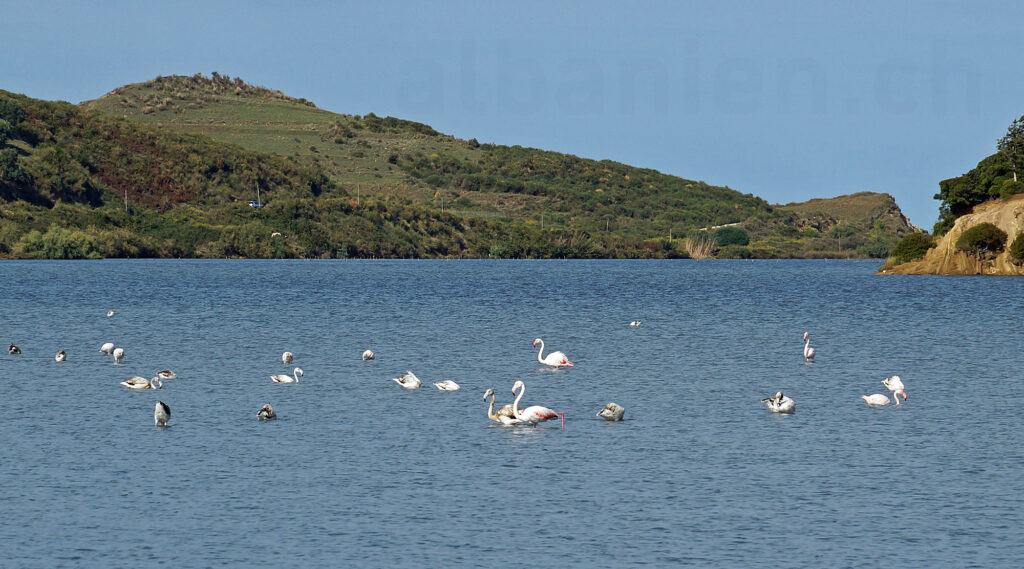 Flamingos in der Lagune von Narta bei Zvërnec, Südalbanien