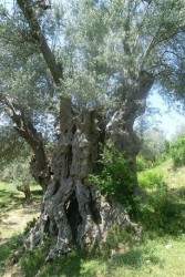 Olivenbaum Gjorm.jpg