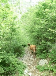 Wanderer am Wege.jpg