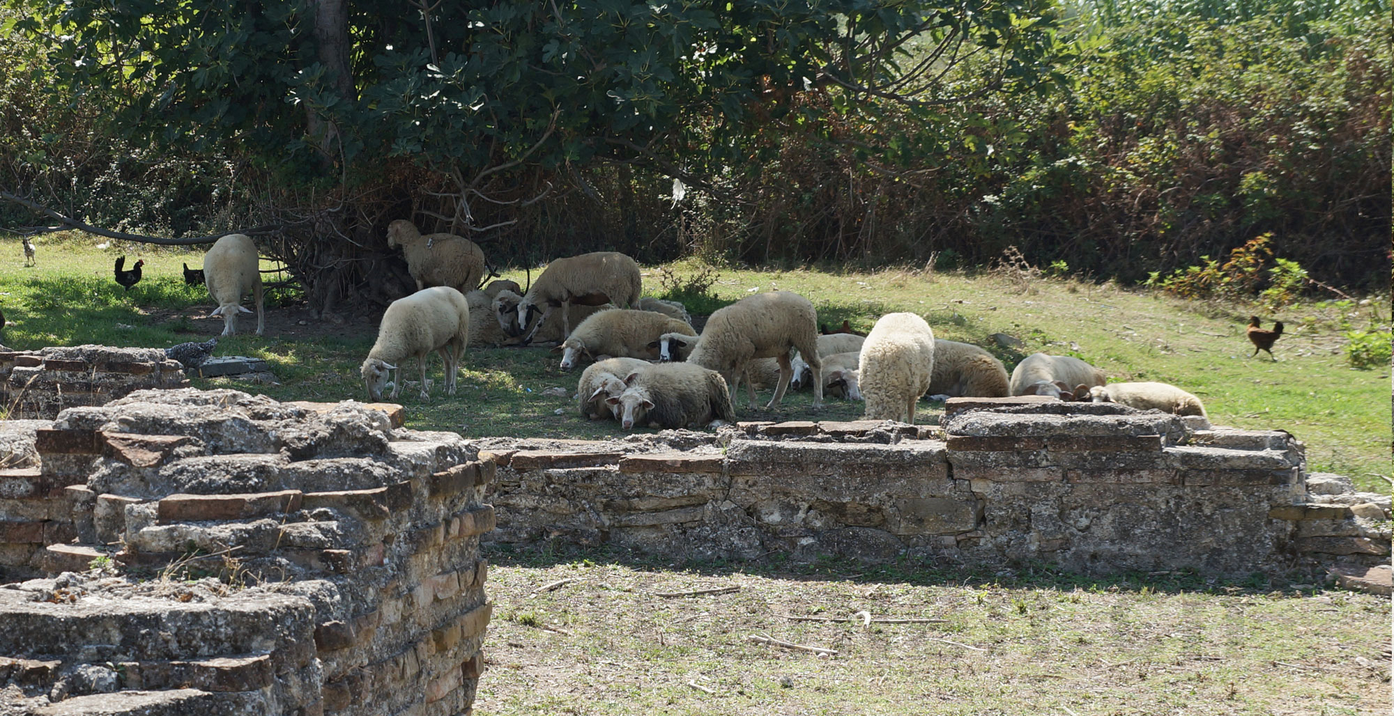 Schafe zwischen den Ruinen der Basilika von Arapaj
